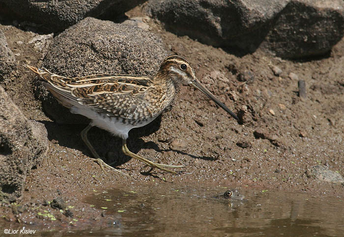      Common Snipe Gallinago gallinago                       , , 2009.: 